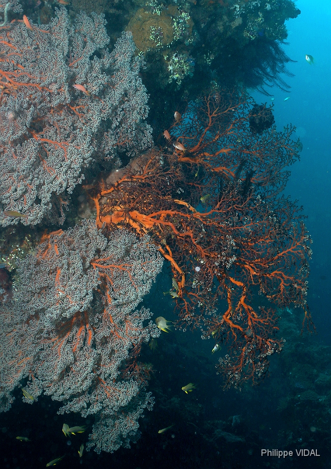 Bali 2016 - Liberty - Corail - IMG_5816_rc.jpg